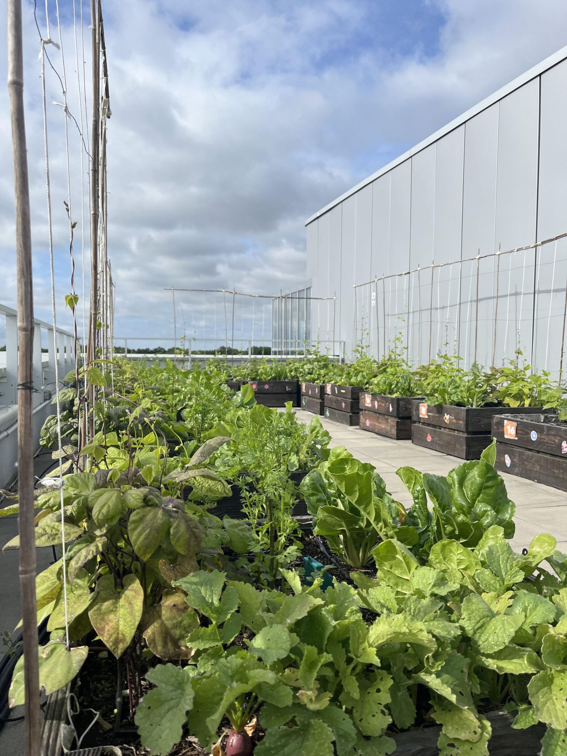 découvrez comment transformer votre toiture en un potager urbain innovant. apprenez les techniques et astuces pour cultiver vos propres légumes et herbes sur votre toit, tout en contribuant à l'environnement et en créant un espace vert unique. idéal pour les amateurs de jardinage et les citadins souhaitant allier esthétique et durabilité.
