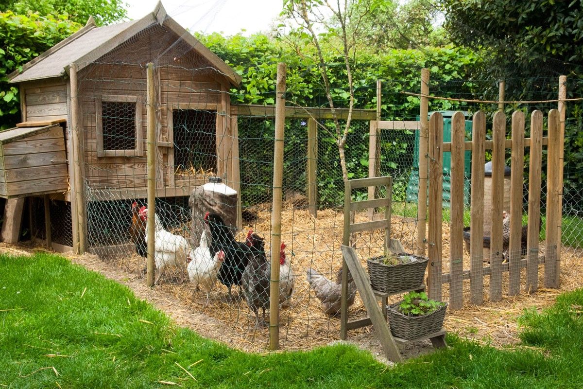 découvrez notre poulailler plat, une solution pratique et esthétique pour élever vos volailles. conçu pour optimiser l'espace tout en offrant confort et sécurité à vos poules, ce poulailler est idéal pour les petits jardins ou les espaces restreints. facile à assembler et à entretenir, il transforme votre jardin en un véritable havre de paix pour vos animaux.