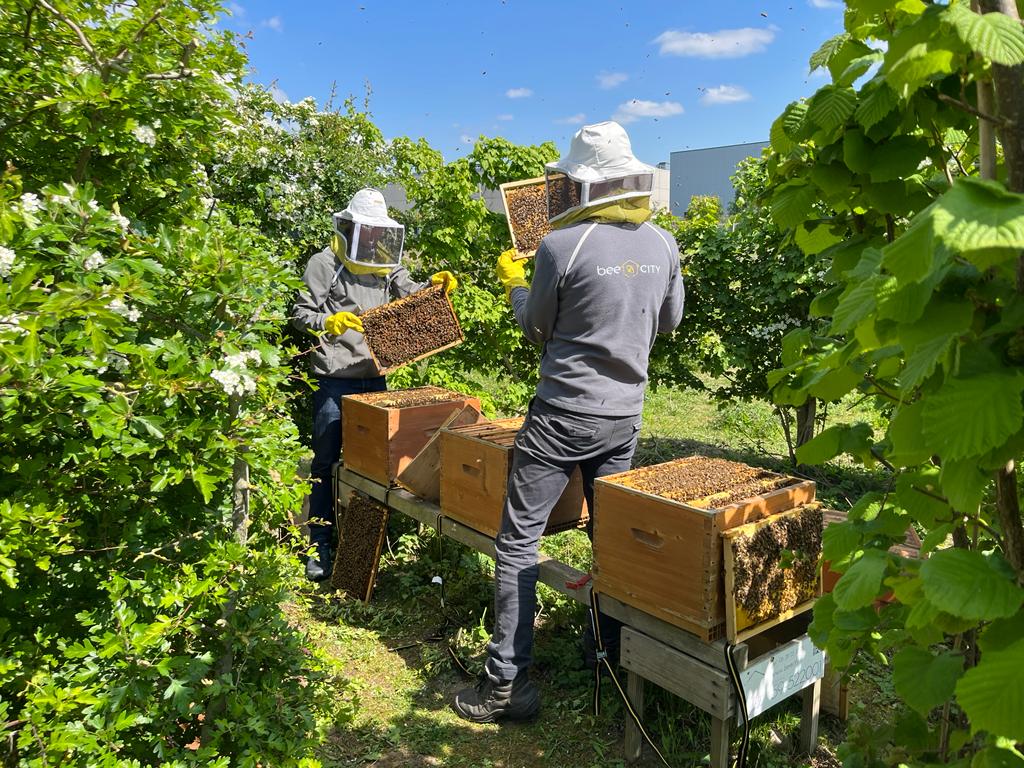 découvrez comment une ruche d'entreprise stimule la créativité et la collaboration au sein de votre équipe. optimisez la productivité et favorisez l'innovation grâce à un environnement de travail inspirant et dynamique.
