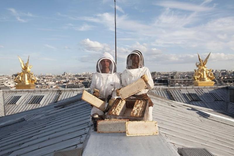 découvrez tout sur la ruche toit, un élément essentiel pour protéger vos abeilles des intempéries. apprenez comment choisir et entretenir votre ruche toit pour favoriser la santé de votre colonie d'abeilles et optimiser leur production de miel.