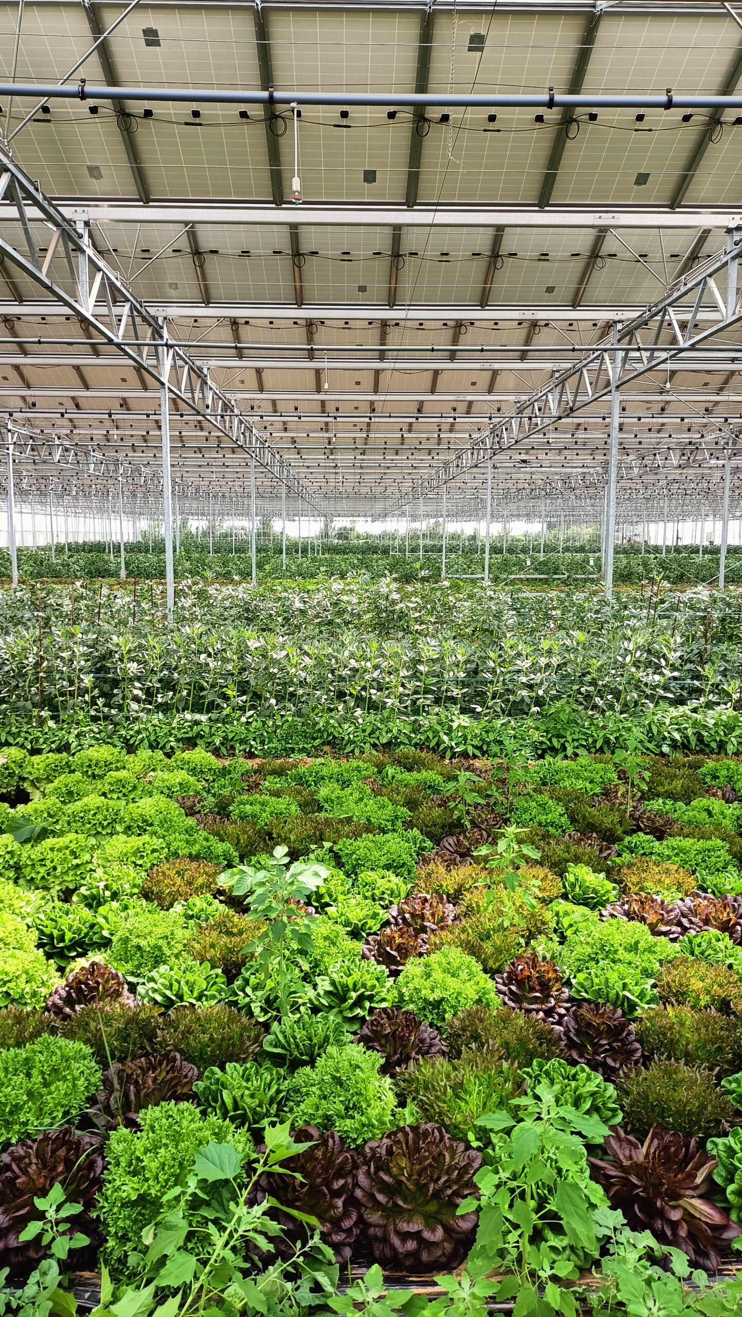 découvrez les avantages d'une serre photovoltaïque, alliant agriculture durable et production d'énergie renouvelable. maximisez vos récoltes tout en contribuant à la transition énergétique grâce à cette solution innovante et respectueuse de l'environnement.