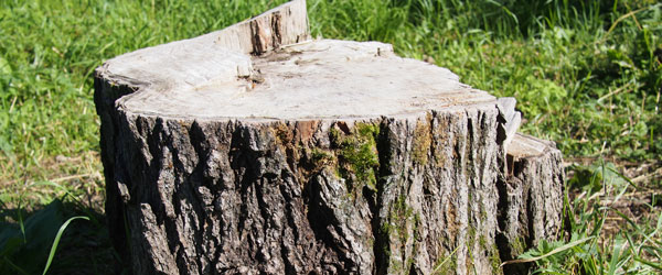 découvrez tout ce que vous devez savoir sur les souches : définitions, types, utilisation en microbiologie et leur impact sur l'environnement et la santé. plongez dans l'univers fascinant des souches et leur rôle essentiel dans la nature.