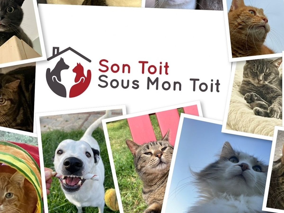 découvrez 'sous mon toit', un espace dédié à l'harmonie et au bien-être de votre foyer. explorez des conseils, des idées de décoration et des astuces pratiques pour créer un intérieur chaleureux et accueillant. transformez votre maison en un véritable cocon de sérénité.