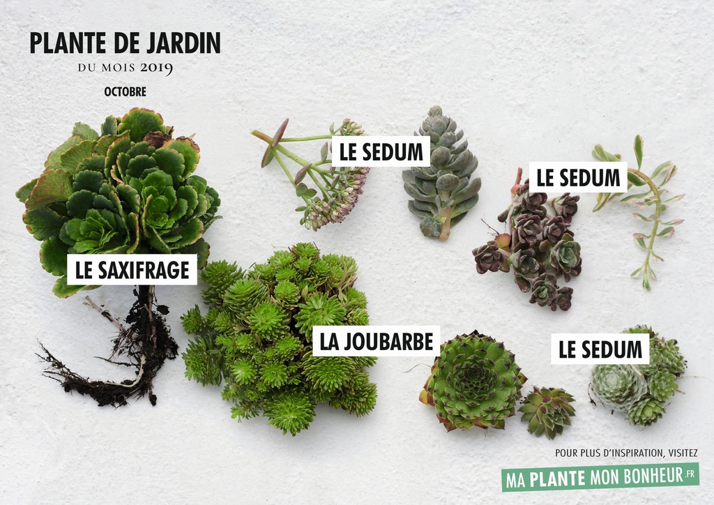 découvrez tout sur le toit de chaume : ses avantages, son entretien et son esthétique unique qui apportent chaleur et caractère à votre maison. apprenez comment ce type de toiture peut transformer votre habitat tout en respectant l'environnement.