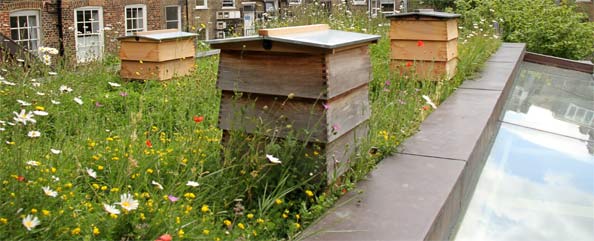 découvrez l'innovation du toit ruche, une solution éco-responsable qui allie esthétique et écologie. transformez votre espace en refuge pour les abeilles tout en contribuant à la biodiversité. idéal pour les passionnés d'environnement et d'architecture durable.