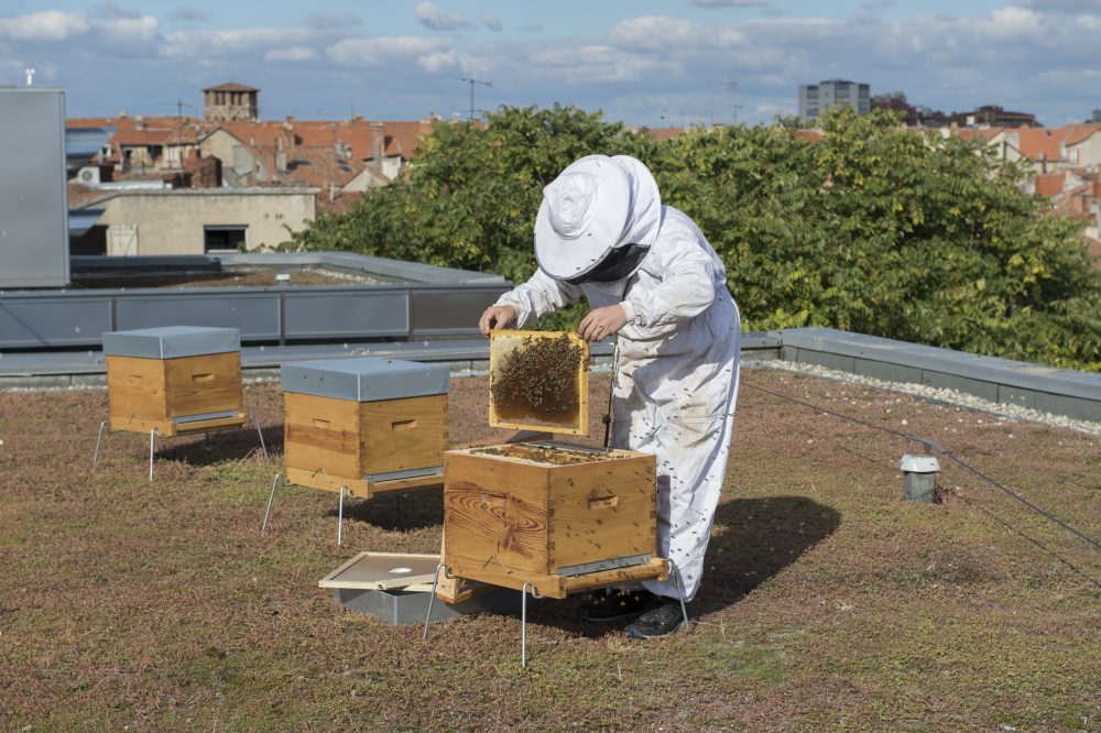 découvrez le concept innovant du toit ruche, qui allie architecture durable et préservation de l'environnement. apprenez comment cette structure offre un habitat pour les abeilles tout en améliorant l'efficacité énergétique des bâtiments.
