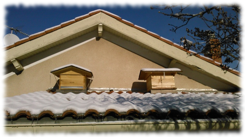 découvrez notre toit ruche dadant, conçu pour offrir une protection optimale à vos abeilles. fabriqué avec des matériaux de qualité, il assure une meilleure isolation et une durabilité accrue, tout en facilitant l'accès pour l'apiculture. parfait pour les apiculteurs soucieux du bien-être de leurs colonies.