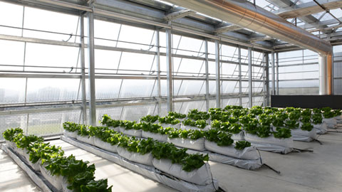 découvrez les avantages du toit serre : un espace lumineux et chaleureux, idéal pour profiter de la nature tout en étant protégé des intempéries. transformez votre maison avec un toit serre et optimisez votre confort au quotidien.