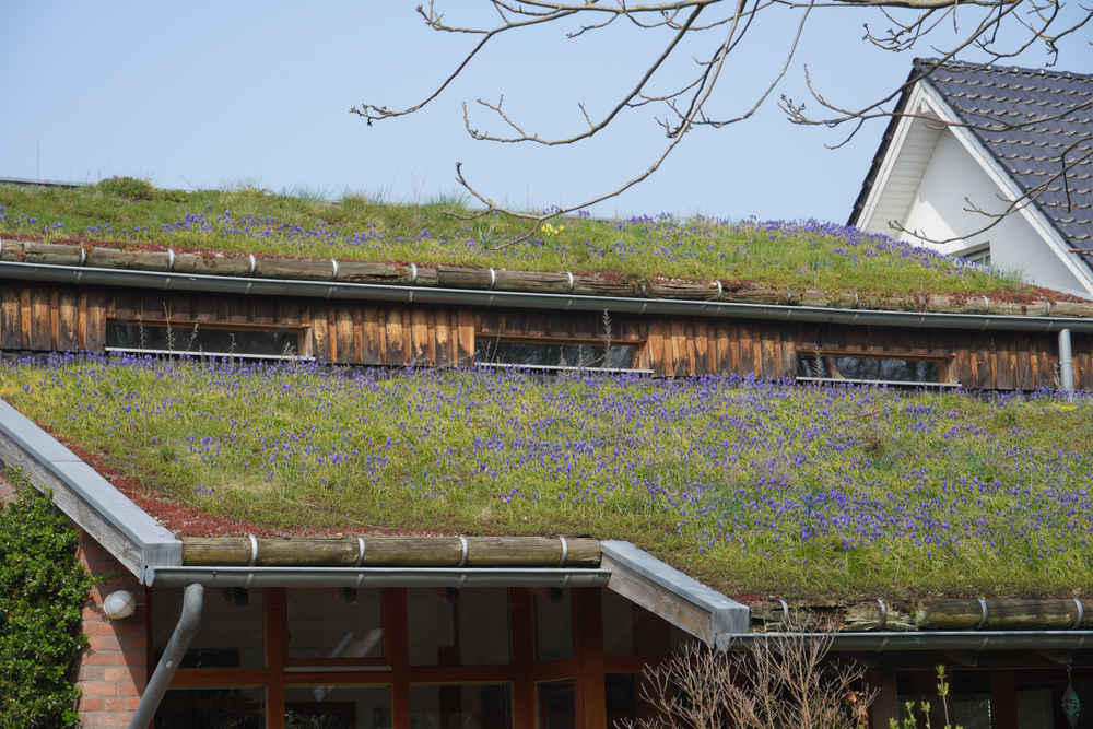 découvrez les avantages des toits végétaux, une solution écologique pour améliorer l'isolation de votre bâtiment tout en favorisant la biodiversité et en réduisant les îlots de chaleur. transformez votre espace urbain avec un écosystème naturel sur votre toit.