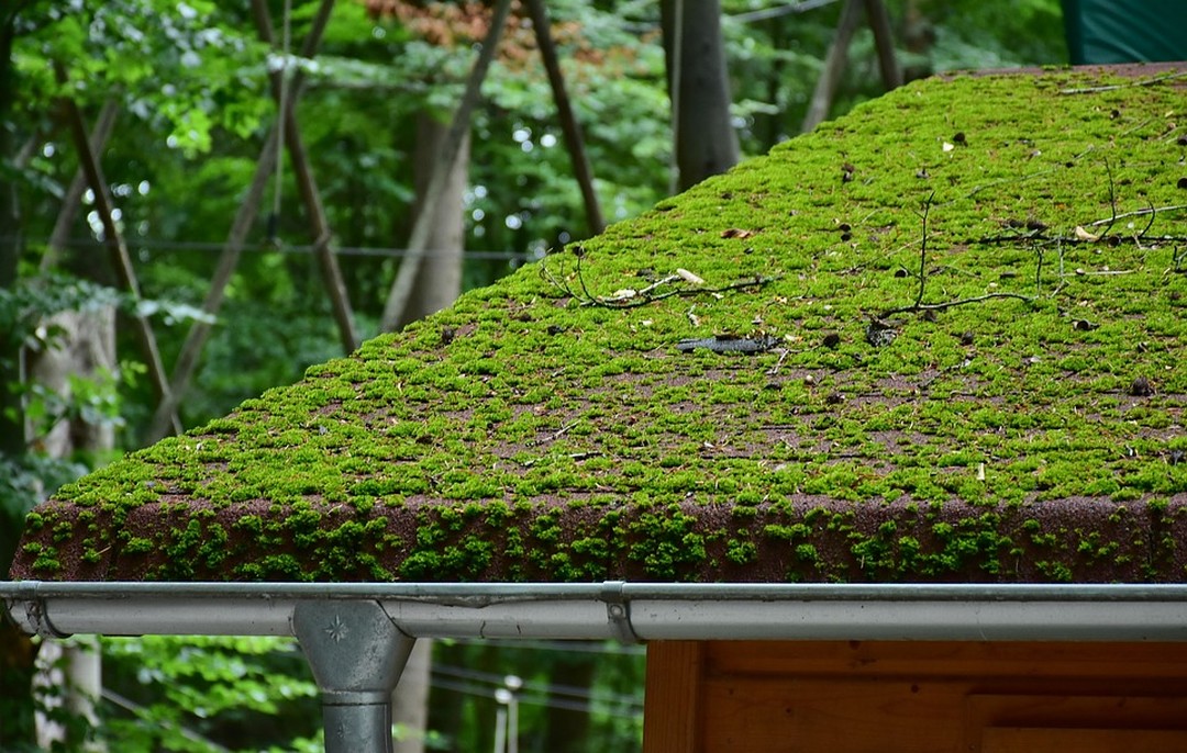 découvrez les avantages des toits végétaux : une solution écologique qui améliore l'isolation, réduit les îlots de chaleur et embellit votre espace urbain. transformez votre toiture en un véritable jardin tout en contribuant à la biodiversité.