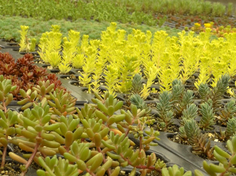 découvrez les avantages des toits végétaux : une solution écologique pour améliorer l'isolation, favoriser la biodiversité et embellir votre espace urbain. transformez votre toiture en un véritable jardin suspendu qui contribue à la durabilité de l'environnement.