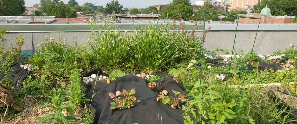 découvrez les avantages d'un toit végétal en tôle, une solution innovante et esthétique pour améliorer l'isolation thermique de votre bâtiment tout en contribuant à la biodiversité et à l'environnement.