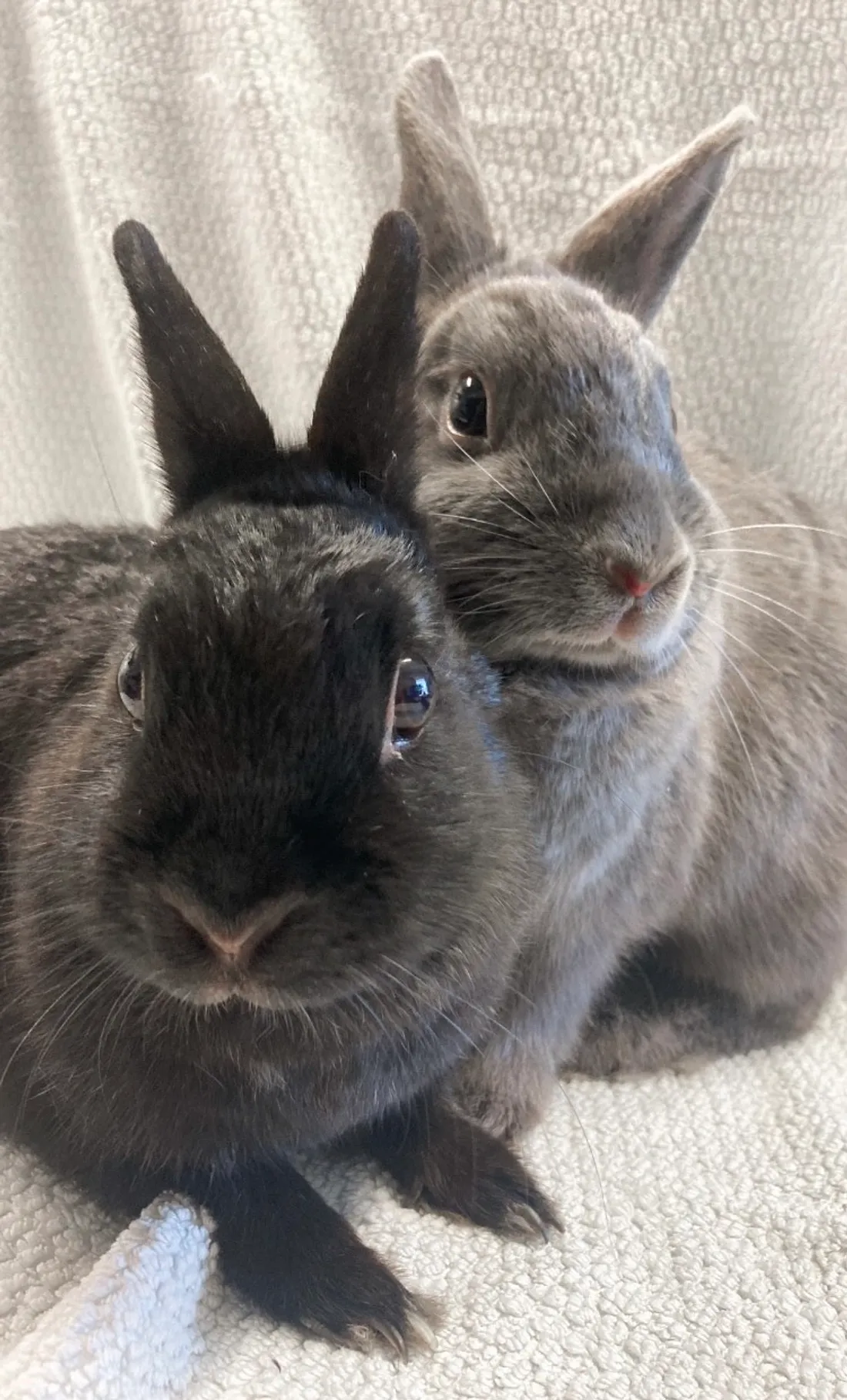 découvrez comment prévenir et gérer les animaux nuisibles sur votre toiture. des conseils pratiques pour protéger votre maison et assurer l'intégrité de votre toit tout en respectant l'environnement.