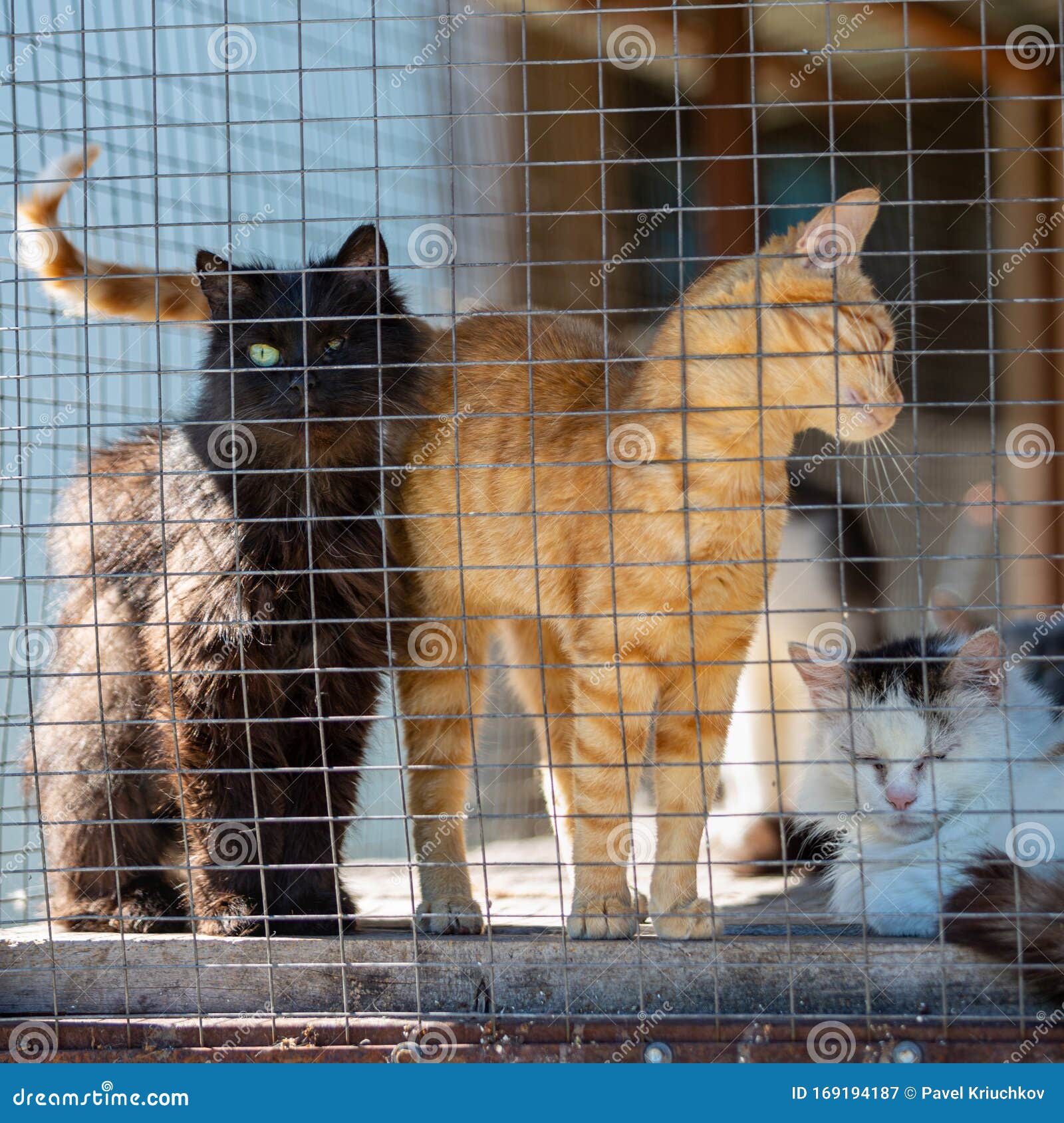 découvrez la réalité des animaux sans abri, leur lutte pour la survie et les initiatives pour leur venir en aide. engagez-vous à soutenir des causes qui œuvrent pour le bien-être animal et apprenez comment vous pouvez faire la différence.