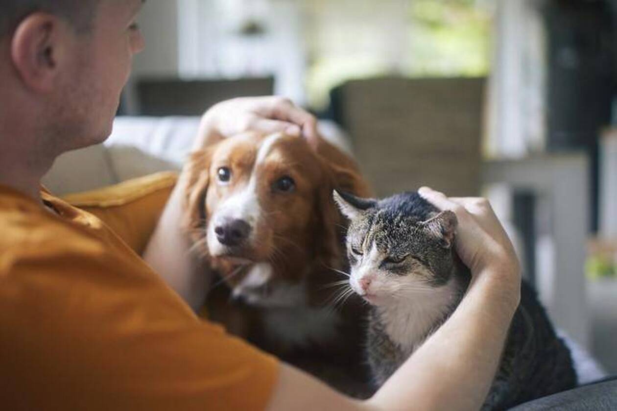 découvrez la réalité des animaux sans abri, leurs défis quotidiens et les initiatives pour les protéger. rejoignez-nous dans notre engagement pour améliorer leur sort et offrir une voix à ceux qui n'en ont pas.