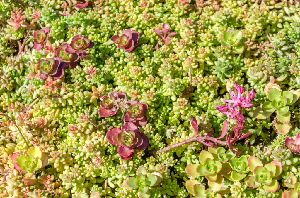 découvrez les nombreux avantages d'un toit végétal : amélioration de l'isolation, réduction des nuisances sonores, promotion de la biodiversité et contribution à la gestion des eaux pluviales. optez pour une solution durable et esthétique qui embellit vos espaces tout en respectant l'environnement.