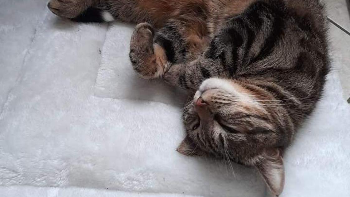 découvrez l'univers des chats en milieu urbain : conseils sur la cohabitation, soins à apporter et astuces pour l'enrichissement de leur environnement dans un immeuble. améliorez la qualité de vie de votre félin même en ville !