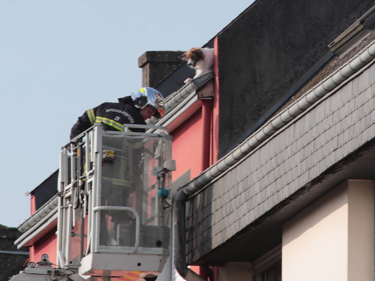 découvrez les aventures surprenantes d'un chat pompier qui se faufile sur les toits pour sauver des petits animaux en détresse. une histoire touchante et pleine de courage, parfaite pour les amoureux des chats et des héros du quotidien.