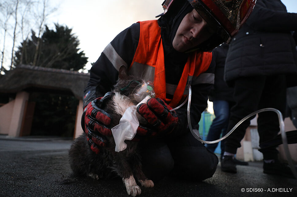 découvrez l'univers captivant du 'chat toit pompier', une créature audacieuse qui associe charme félin et bravoure. suivez les aventures de ce petit héros à la rescousse des animaux en détresse, tout en explorant des histoires amusantes et touchantes.