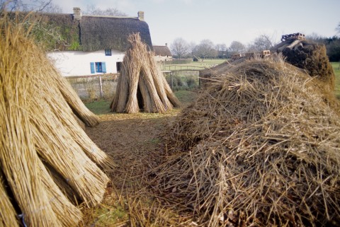 découvrez le chaume, un matériau traditionnel utilisé dans la construction de toits, offrant une isolation naturelle et une esthétique rustique. apprenez-en davantage sur ses avantages, son entretien et son utilisation dans l'architecture moderne.