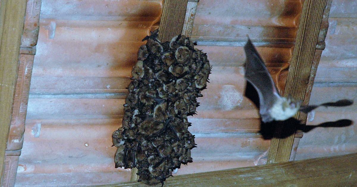 découvrez l'univers fascinant des chauves-souris vivant dans les toits. apprenez comment ces créatures nocturnes contribuent à l'écosystème, les raisons de leur présence dans nos habitations et des conseils pour cohabiter sereinement avec elles.