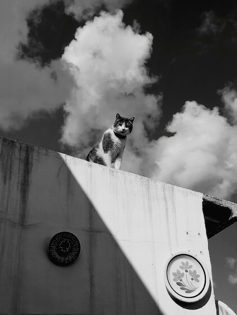 découvrez tout sur les chauves-souris de toit : habitat, comportements et importance écologique. apprenez comment cohabiter harmonieusement avec ces créatures fascinantes tout en protégeant votre maison.