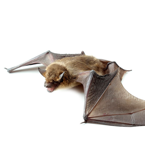 découvrez comment les chauves-souris peuvent s'installer sur votre toit, les avantages de leur présence et les solutions pour les protéger tout en préservant votre habitat.