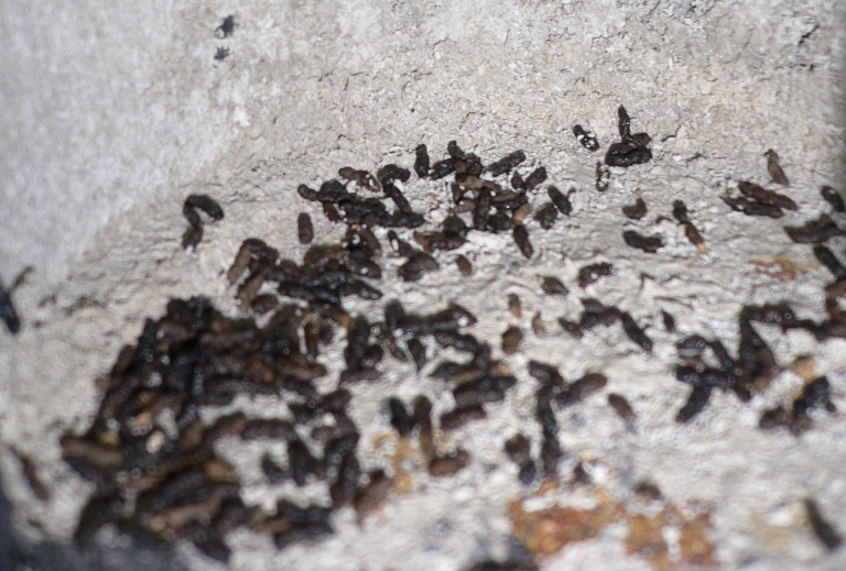 découvrez tout sur les chauves-souris de toit ! apprenez leurs habitudes, leur habitat et comment coexister avec ces créatures fascinantes qui participent à l'équilibre de notre écosystème.