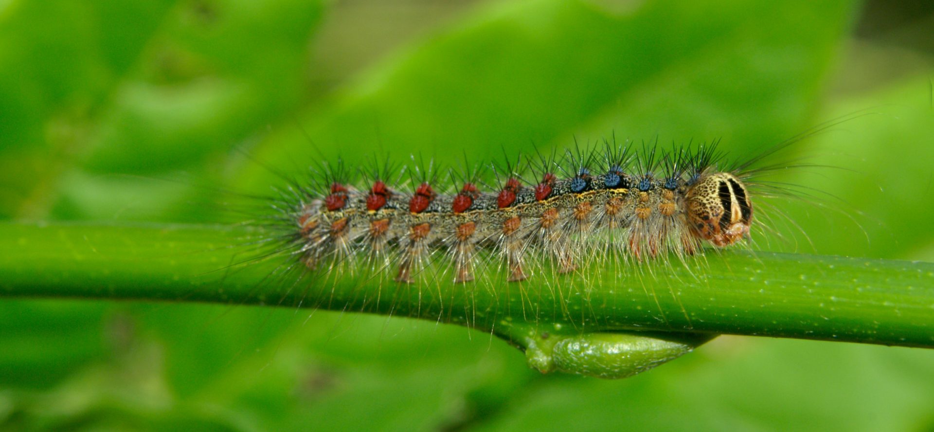découvrez le fascinant monde des chenilles, ces larves colorées qui se transforment en magnifiques papillons. apprenez tout sur leur mode de vie, leurs habitats et leurs rôles dans l'écosystème.