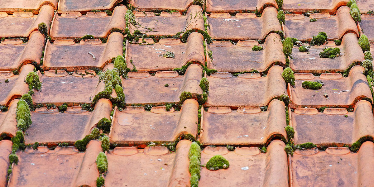 découvrez nos services de démoussage de toit pour préserver l'intégrité de votre toiture. protégez votre maison des dommages causés par la mousse et l'humidité grâce à des techniques efficaces et respectueuses de l'environnement.