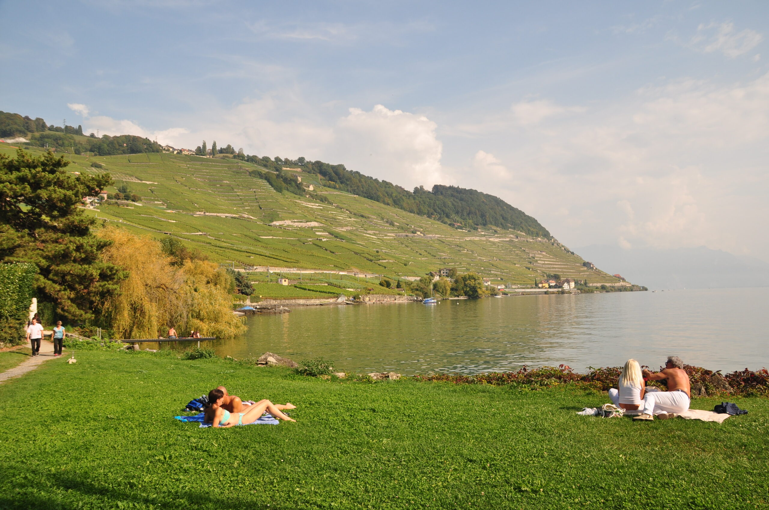 découvrez l'élégance et le charme des épesses, ces magnifiques petites fleurs qui embellissent votre jardin. apprenez à cultiver et entretenir ces plantes délicates pour un jardin vibrant de couleurs.