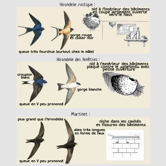 découvrez le monde fascinant des hirondelles, ces oiseaux migrateurs au vol gracieux. apprenez tout sur leur habitat, leur comportement et leur rôle essentiel dans l'écosystème. plongez dans l'univers des hirondelles et admirez leur beauté lors des saisons de migration.