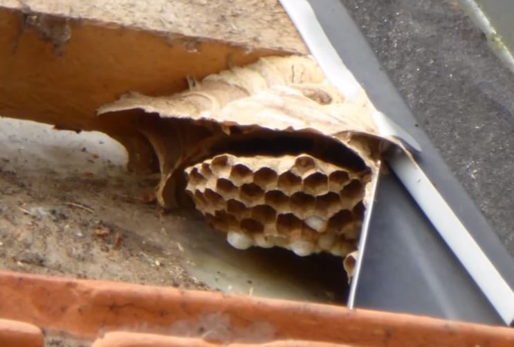 découvrez notre sélection de nids de toit, une solution innovante pour améliorer l'isolation et la durabilité de votre maison. parfaits pour les projets de construction ou de rénovation, nos nids de toit allient esthétisme et fonctionnalité, tout en offrant une protection optimale contre les intempéries.