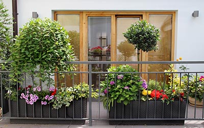 découvrez les meilleures plantes pour embellir votre terrasse ! que vous soyez amateur de verdure ou expert en jardinage, notre guide vous aidera à choisir les variétés adaptées à votre espace extérieur, tout en apportant couleur et fraîcheur à votre détente en plein air.