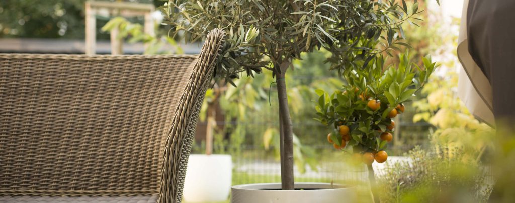 découvrez notre sélection de plantes idéales pour embellir votre terrasse. créez un espace verdoyant et agréable pour vos moments de détente en plein air, quel que soit votre style. trouvez des conseils d'entretien et des idées d'aménagement pour transformer votre terrasse en un véritable havre de paix.