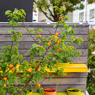 découvrez comment transformer votre terrasse en un magnifique potager urbain. apprenez des astuces pratiques pour cultiver vos propres légumes et herbes aromatiques, même dans un espace limité, tout en ajoutant une touche de verdure à votre extérieur.