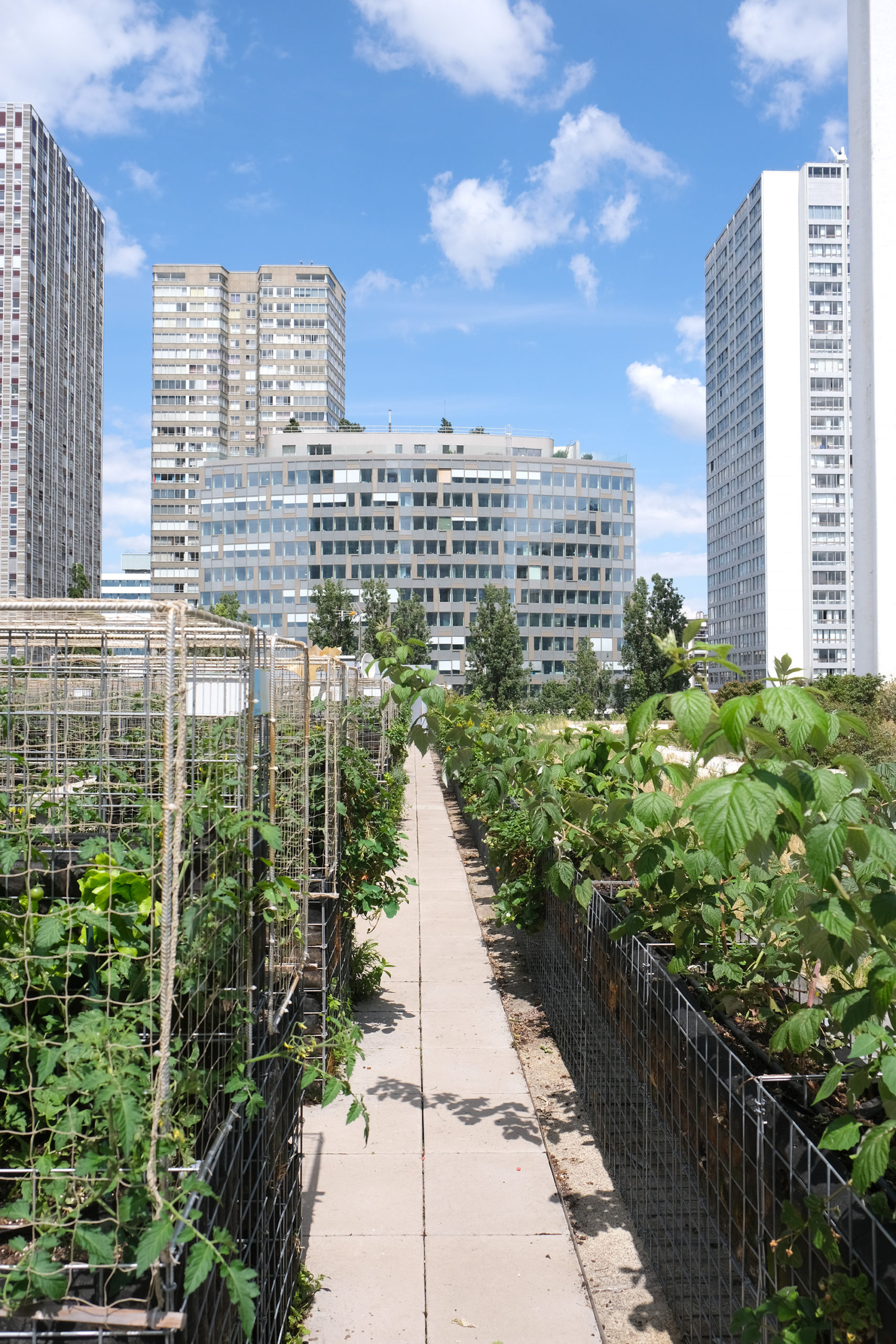 découvrez comment créer un potager urbain chez vous, même avec un espace limité. apprenez les meilleures astuces pour cultiver légumes et herbes aromatiques en milieu urbain, tout en profitant d'une vie plus verte et d'ingrédients frais.