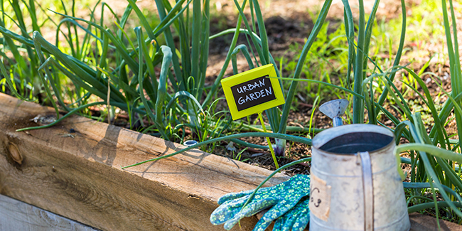 découvrez comment créer un potager urbain et cultiver vos propres légumes, même en milieu citadin. transformez votre balcon ou votre jardin en un espace vert productif, tout en profitant des bienfaits du jardinage en ville.