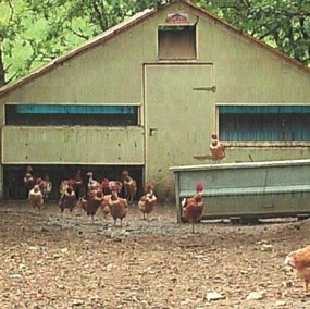 découvrez comment construire un poulailler écologique qui respecte l'environnement tout en offrant un habitat sain pour vos poules. profitez de nos conseils pratiques pour un élevage durable et une production d'œufs biologiques.