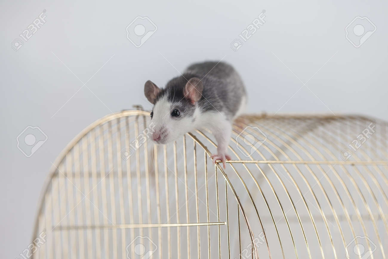 découvrez comment prévenir et gérer les problèmes de rats sur votre toit. nos conseils pratiques vous aideront à protéger votre maison tout en garantissant un environnement sain et sécurisé.