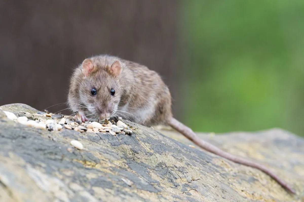 découvrez comment gérer les rats dans votre toit. nos conseils pratiques vous aideront à identifier les signes d'infestation et à mettre en place des solutions efficaces pour protéger votre maison des nuisibles.