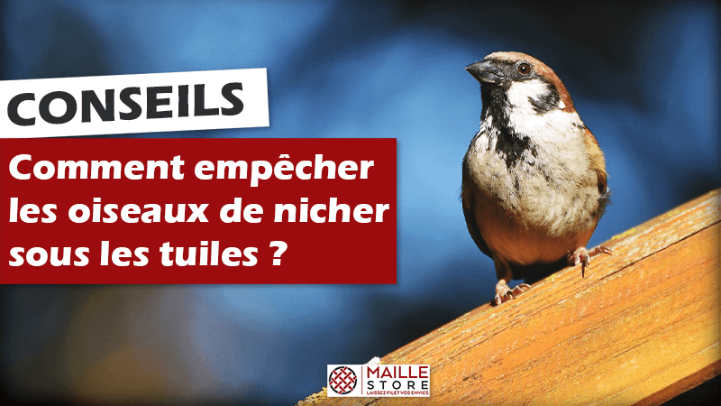 découvrez des solutions efficaces pour repousser les oiseaux de votre toit. protégez votre maison des nuisances causées par les oiseaux et maintenez un environnement propre grâce à nos conseils pratiques et produits adaptés.