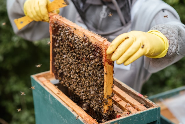découvrez l'univers fascinant des ruches : leur rôle crucial dans la pollinisation, les bienfaits du miel et l'importance de la préservation des abeilles pour notre écosystème. plongez dans le monde des apiculteurs et apprenez-en plus sur ces insectes essentiels.