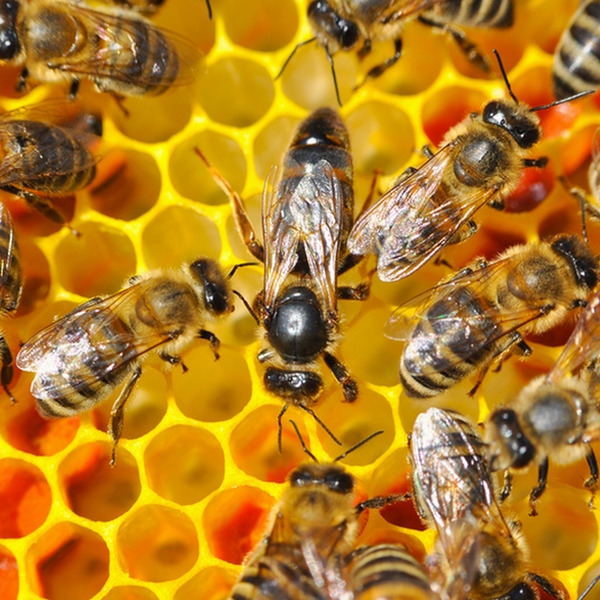 découvrez l'univers fascinant des ruches, ces habitats essentiels pour les abeilles. apprenez comment elles contribuent à la pollinisation, à la production de miel et à la préservation de notre écosystème. explorez les différentes types de ruches et leurs rôles dans l'apiculture durable.