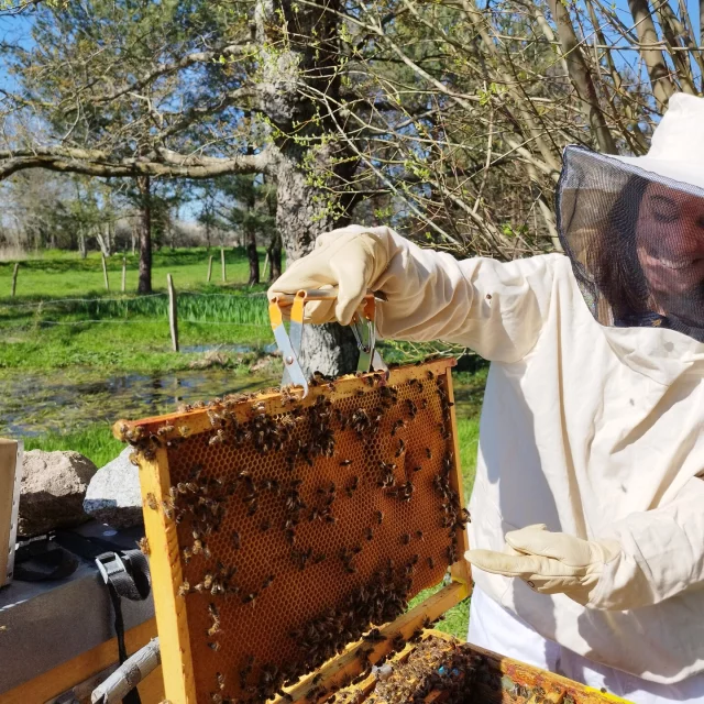 découvrez l'univers fascinant des ruches, véritables sanctuaires pour les abeilles. apprenez comment ces structures essentielles à la pollinisation jouent un rôle crucial dans notre écosystème, et explorez les techniques de l'apiculture pour favoriser la biodiversité.