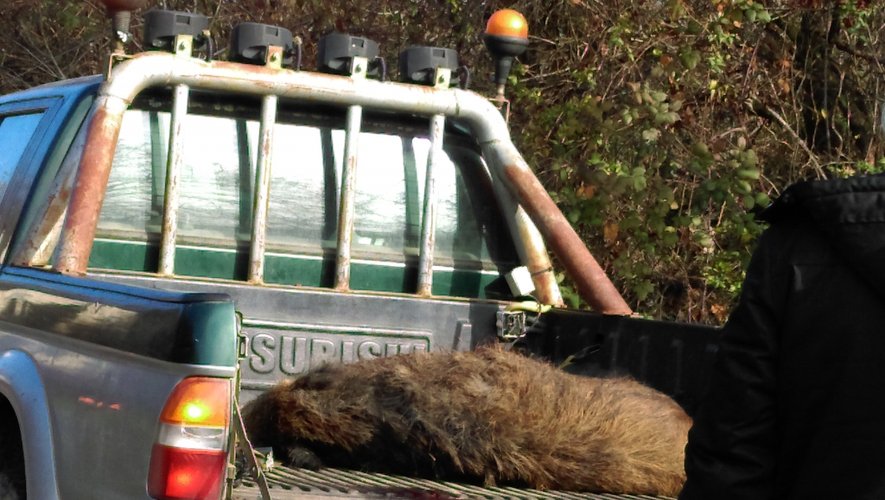 découvrez comment prévenir l'intrusion de sangliers sur votre toit et les mesures à prendre pour protéger votre maison. apprenez les meilleures pratiques et astuces pour gérer cette situation estivale inattendue.