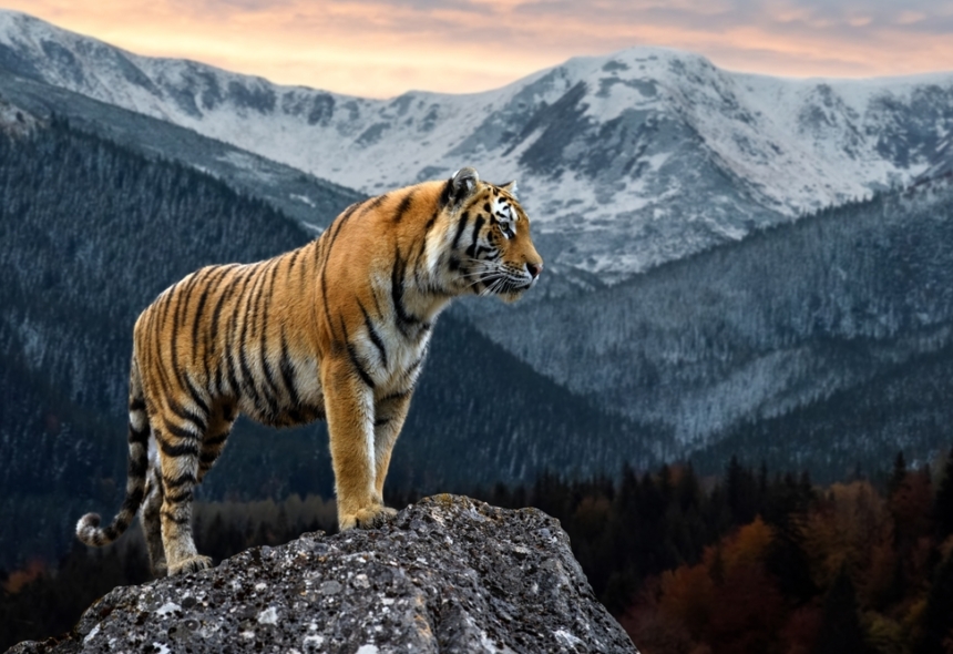 découvrez le 'toit du monde', un voyage unique au cœur des paysages majestueux et des cultures fascinantes des régions élevées de la planète. explorez les merveilles naturelles et humaines de cet endroit extraordinaire.