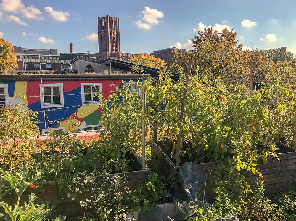 découvrez comment aménager un toit jardin économique, alliant écologie et esthétique. transformez votre espace urbain en un havre de paix tout en réduisant vos frais énergétiques et en améliorant votre qualité de vie.