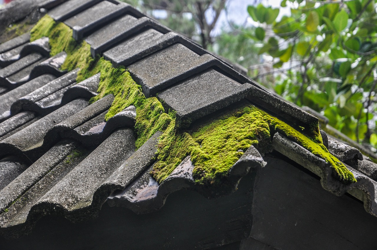 découvrez toit mouss, votre spécialiste en entretien et rénovation de toits. profitez d'une toiture propre et protégée grâce à nos services de démoussage et d'hydrofugation. préservez la longévité de votre toiture avec nos solutions efficaces et durables.