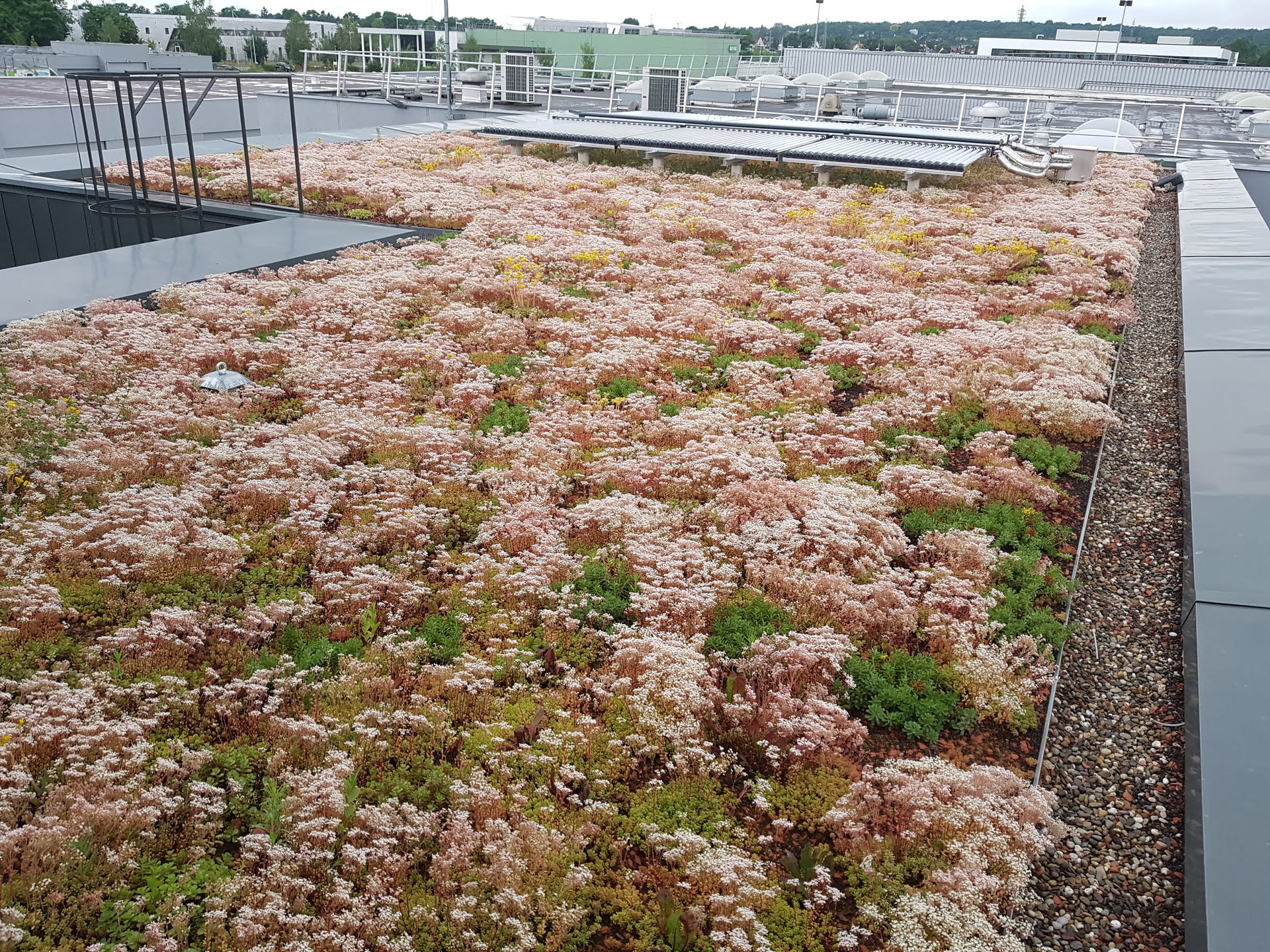 découvrez les avantages et caractéristiques des toits en sedum, une solution écologique pour l'isolation et l'esthétique de vos espaces extérieurs. optez pour une toiture verte qui favorise la biodiversité tout en réduisant l'impact environnemental.